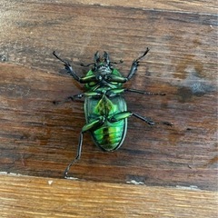 ニジイロクワガタの画像