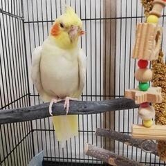 オカメインコ　メス　２才　里親になってくれる方を探してます。