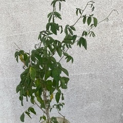 バタフライピー　苗　八重咲きの画像