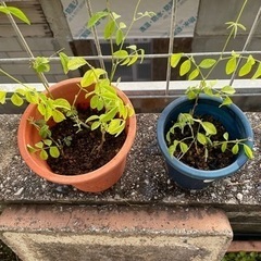 バタフライピー　苗　八重咲きの画像