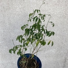 バタフライピー　苗　八重咲きの画像