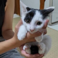白黒ブチ 女の子 里親さま募集中です！