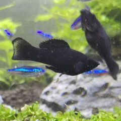 ブラックモーリー 成体 ペアの画像