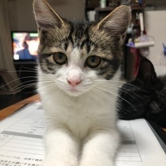ゴロゴロ寿司ネタブラザーズ - 坂戸市