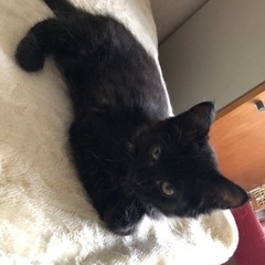 ゴロゴロ寿司ネタブラザーズ − 埼玉県