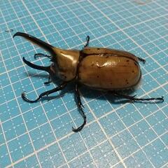 【♂♀ペア即ブリ可】グラントシロカブト