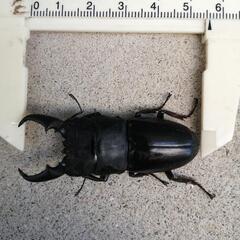 天然ヒラタクワガタ♂  56mm 