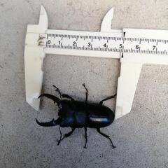 天然ヒラタクワガタ ♂ 50㎜