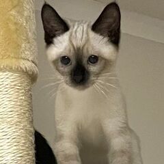シャム系、人なれOKの3ヶ月女の子
