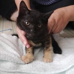 黒系のサビ猫、前足はベージュのソックスはいてるみたい