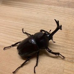国産カブトムシ　その2の画像