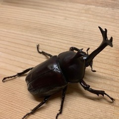 国産カブトムシ　その2の画像