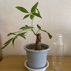 パキラ　観葉植物