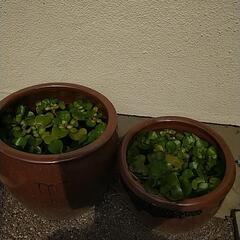 ホテイソウ 株分け 引き取り優先