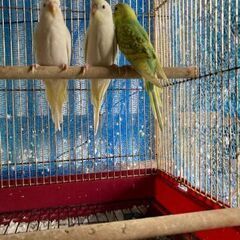 セキセインコ十羽。