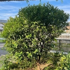 金柑の木さしあげますの画像