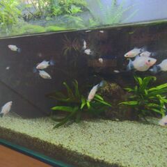 熱帯魚お譲りします