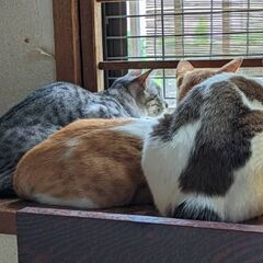 人懐っこすぎ！愛され猫オス😺初めて猫飼育考えてる方にオススメ！ - 猫