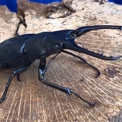 ③ギラファノコギリ (ケイスケ)の画像