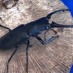 ③ギラファノコギリ (ケイスケ)の画像