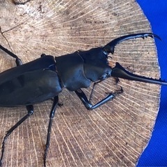 ③ギラファノコギリ (ケイスケ)の画像