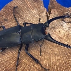 ④ギラファノコギリ (ケイスケ)の画像