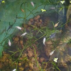 メダカの卵50粒くらい差し上げます。(無料です。受渡日:7月10日(日))の画像