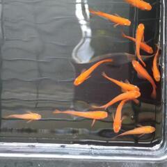 メダカの卵50粒くらい差し上げます。(無料です。受渡日:7月10日(日))の画像