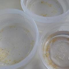 メダカの卵50粒くらい差し上げます。(無料です。受渡日:7月10日(日))の画像