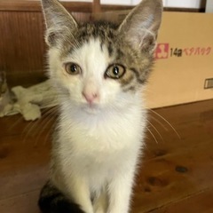 キジ白仔猫君3頭の里親募集！