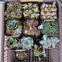 多肉植物いろいろ2