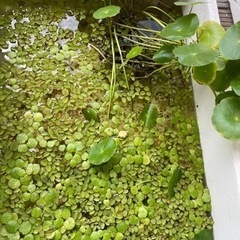 水草　水草3種　無料　