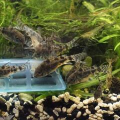 青コリ  卵から育てた若魚 
コリドラス・パレアタス