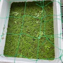 水草　浮草2種　無料　たくさんあります