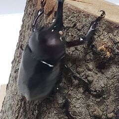 ホワイトアイ系カブトムシ　1ペア