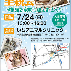 鎌ヶ谷開催！保護ねこ里親会