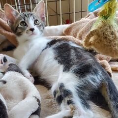 鎌ヶ谷開催！保護ねこ里親会 - その他