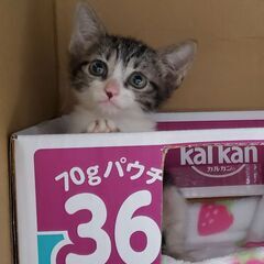 鎌ヶ谷開催！保護ねこ里親会 − 千葉県