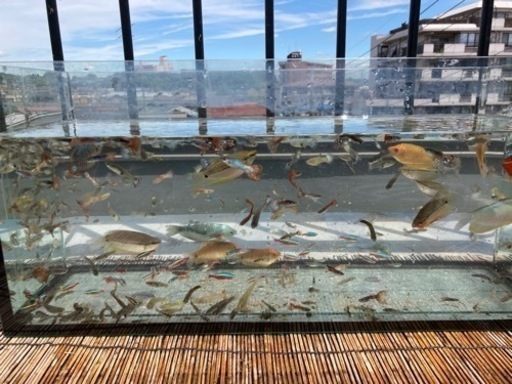 グッピー　グラミー　テトラ　水槽セット