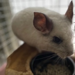 里親募集　お家が決まりました！