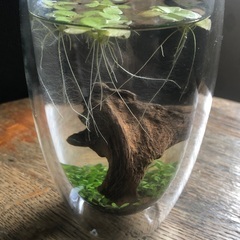 めだか、シュリンプ （小えび）★ボトリウム　デスクに癒しの小瓶を如何ですか？★の画像