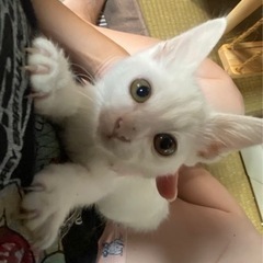 子猫里親募集～