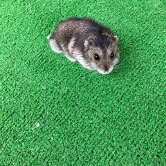 ハムスター！