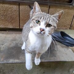 ④キジ白1歳　メス　三兄弟のママ猫　