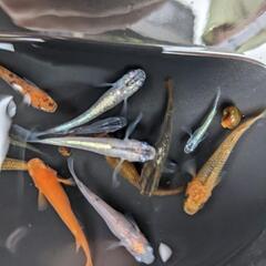 メダカ【ミックス②】
