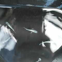グランブルー　メダカ1ペア