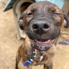 子犬