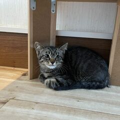 ミミズクみたいなキジトラ子猫の兄妹💓ツンツン王子🥰「キララ」くん💓