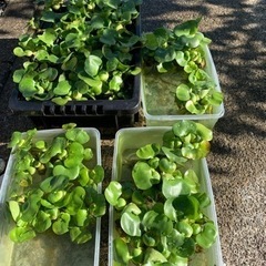 ほてい草　お譲りします