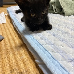 猫好きな方、里親になってもらえませんか。
